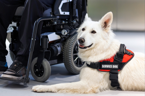 A service dog wearing a service dog vest
